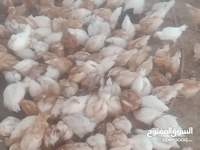 فراخ لوهمان براون العدد 300للبيع