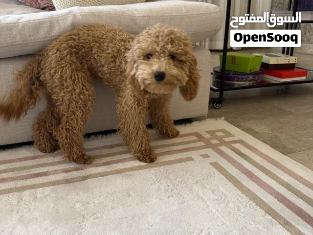 بودل لعوب يحب يلعب مع الأطفال متعلم على الحمام ولاكل ماخذ كل التطعيمات مع جوازه والشريحه و اوراقه