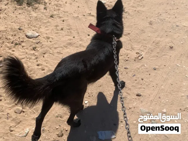 انتايه بلاك جاك قريب اتقرزن
