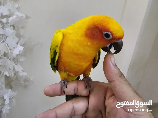 Sun Conure 10 months very friendly and plays with children