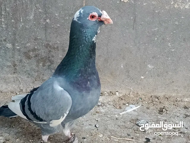 حمام بسعررر حررق
