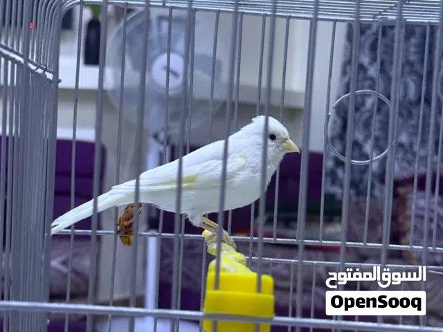 عصفور كناري للبيع