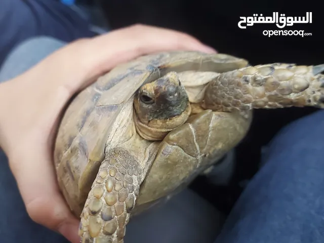 سلحفات للبيع اليفه جدا مزاد للبيع إلي بدفع اكثر