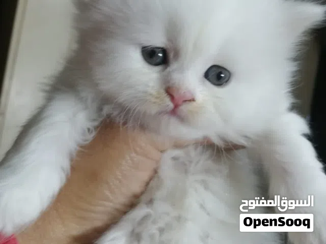 قطط شيرازي بيور بيضاء اللون عيون زرقاء عمر 48 يوم للبيع