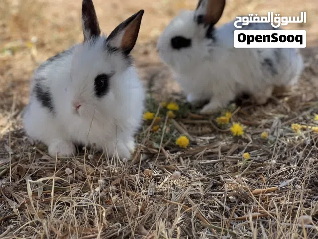 ذكر وأنثى صغار بسعر  كزيوني 60 الزوز