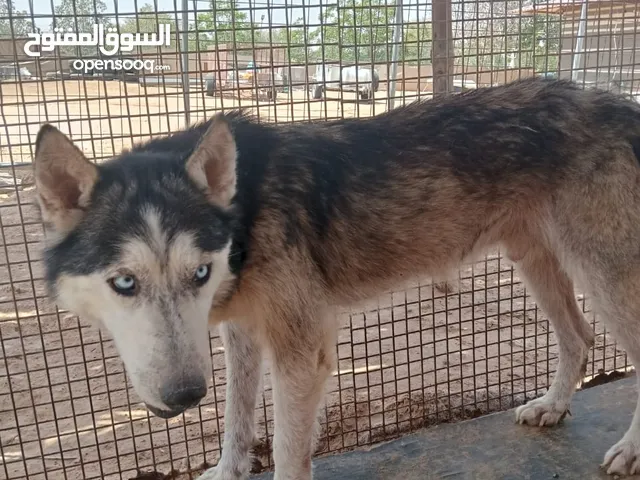 كلاب انثى و ذكر هايكي ( انثى جيرمن )