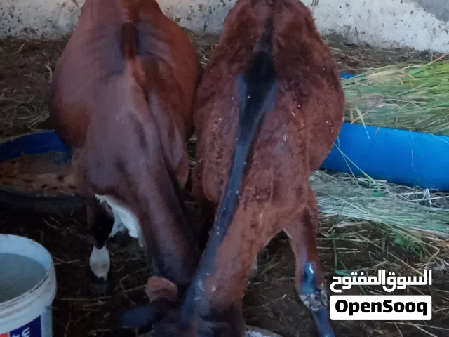 عجال ظفاريات تهحبن نمساوي