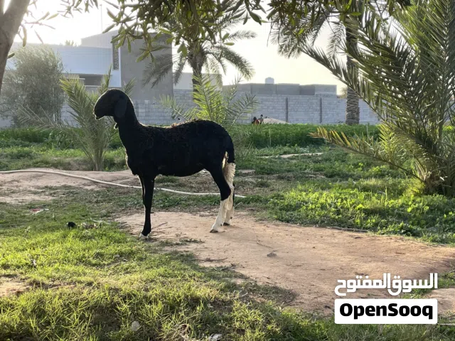 حوليه للبيع