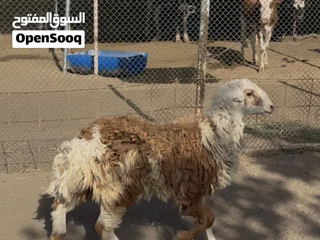 كبش سمين فل