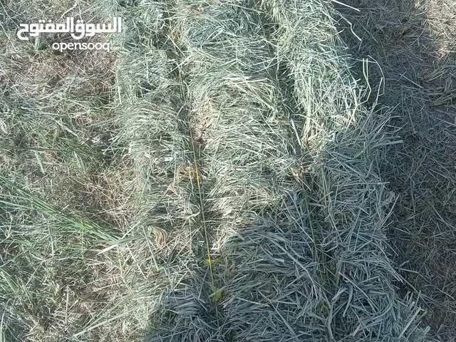 حشيش برايد نضيف