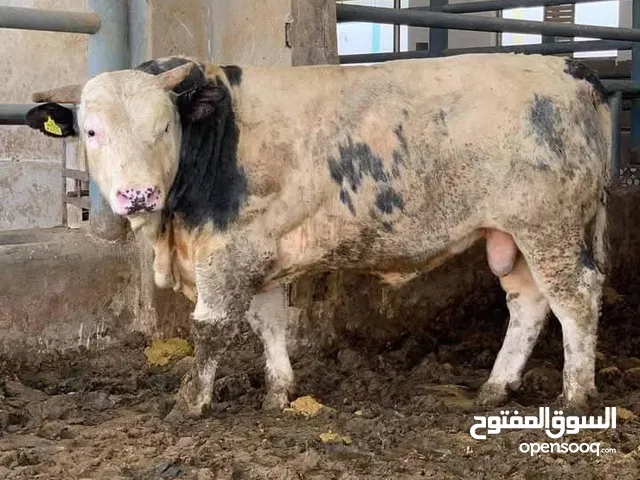 اغنام للبيع