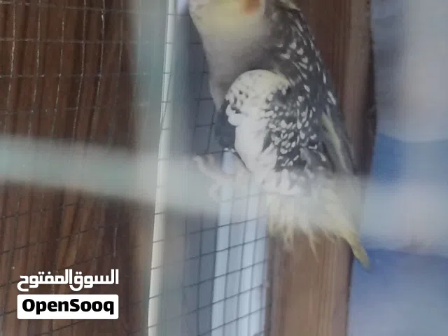 كوكتيل نص ربه للبيع