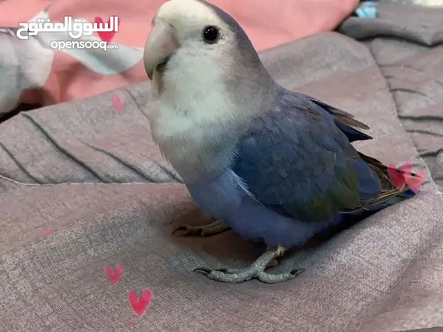 طير روز اليف و يحب يلعب