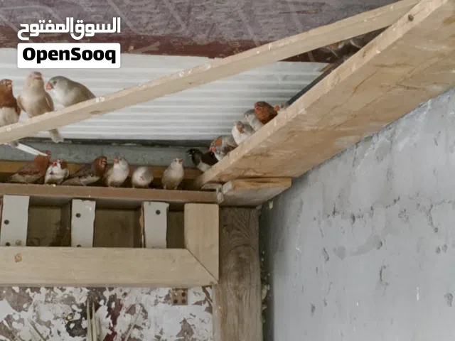 فناجس مع بنغالي للبيع