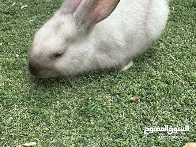 للبيع ارانب فرنسيه عمر شهرين