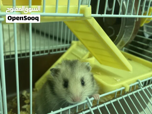 العنوان: هامستر أليف جداً ونظيف للبيع مع كامل ملحقاته