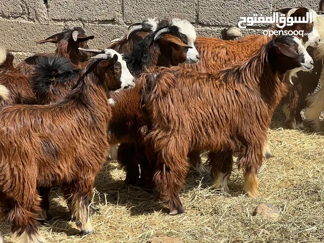 تيوس شتويات كبار سمان فل نشيطات من يرغب يحقصهن للمناسبات او للذبح جاهزات كل شي سليم