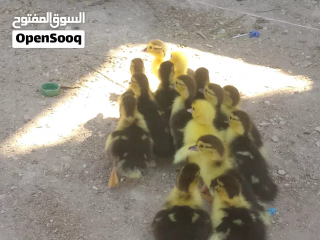 بطه مع فراخها