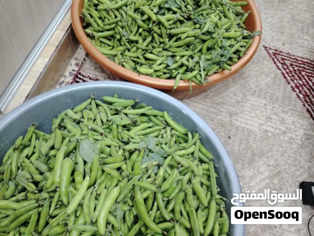 فول بلدي أخضر