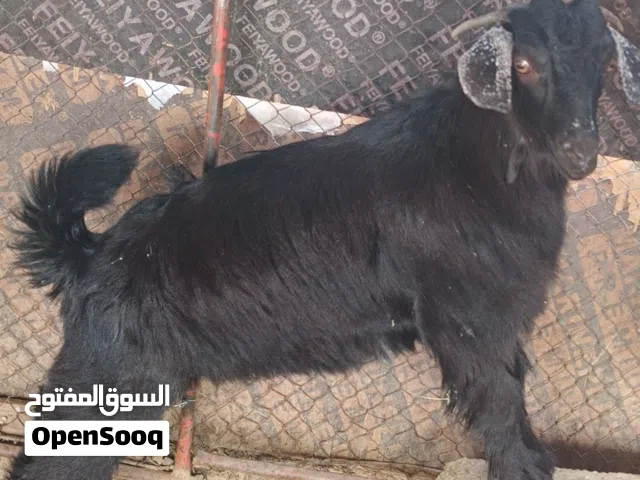 تيوس مراضيع للبيع