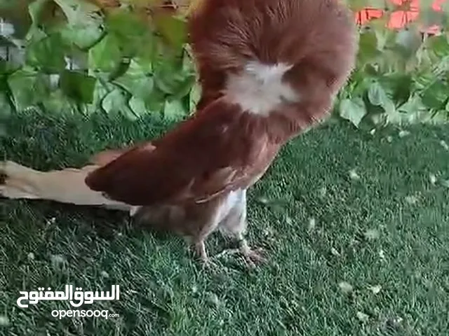 فحول مطير وزق