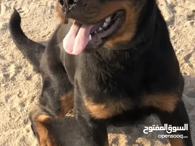 للبيع روت نثيه
