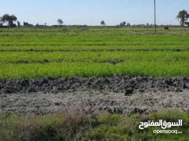 Farm Land for Sale in Baghdad Pasmaya