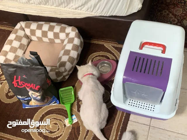 قطه للبيع بسبب السفر