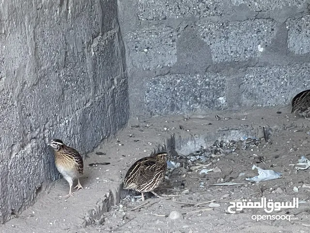 لي بيع همستر :2 بي 9ریال سمان:10 لواحد بي نص ريال