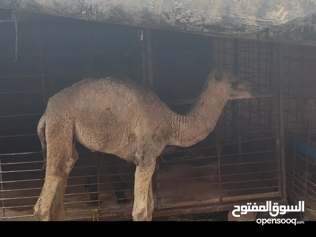 حور لبيع  مطلوب 190