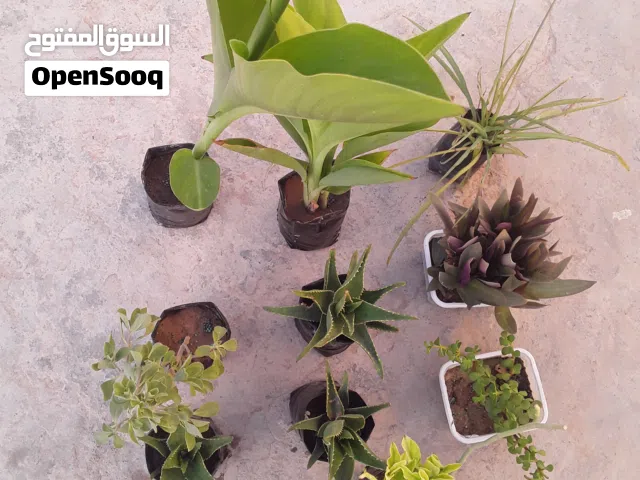 للبيع نباتات زينه انواع مختلفه + صبار زينه + صبار دواء للشعر + نباتات زينه