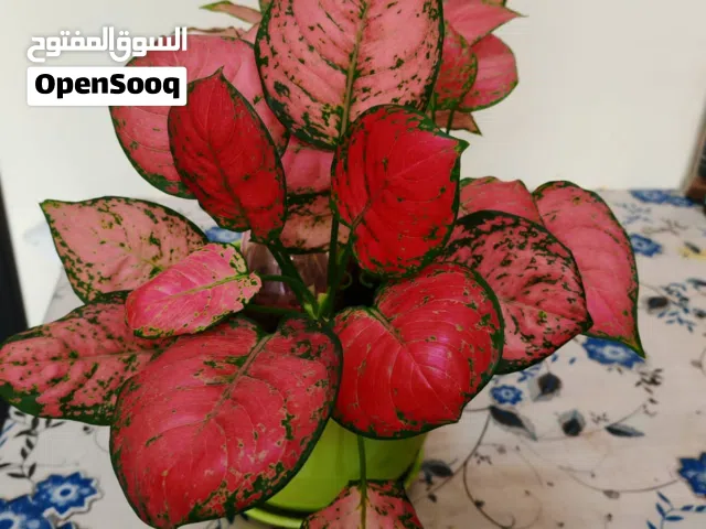 Indoor plants for sale