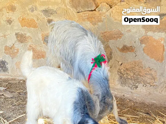 عنزتين نخب