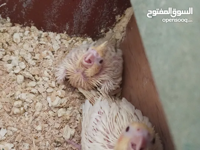 ببغاء كوكتيل افراخ للزق اليدوي