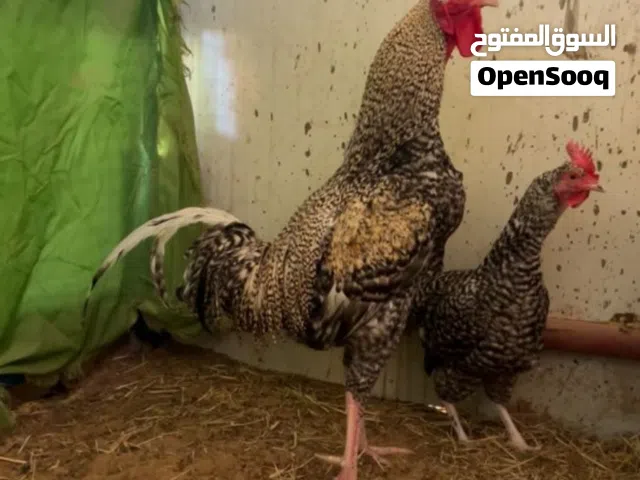 ديك شنجرا تيترا مطلوب 600