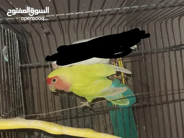 طيره روز شغاله ام فراخ