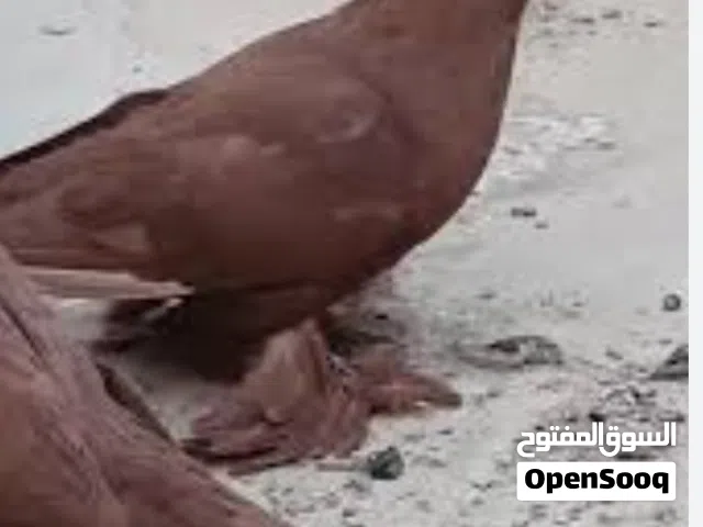 متاح زوج رواعب مع افراخ
