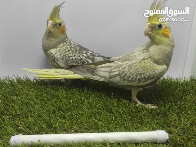 كوكتيل ايزابيل