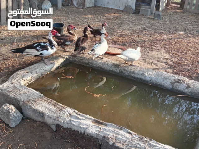 البيع بط ذكور 2 واناث 4 العدد الكل 6