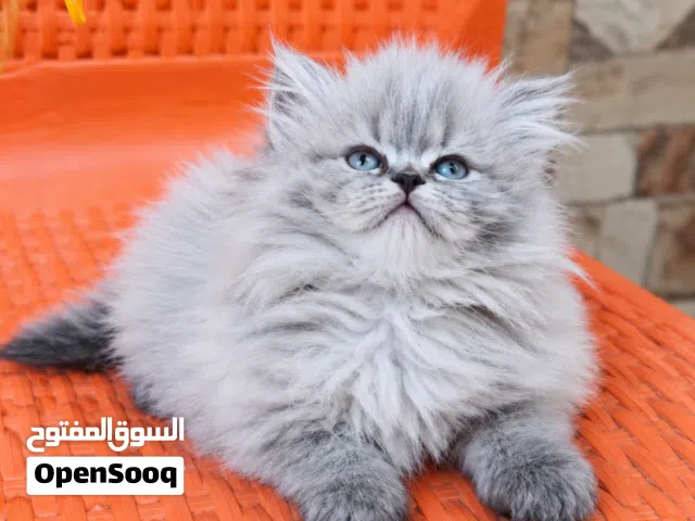 تبارك الرحمان شوفولي المستوى سكوتش ستريت لون نادر توب نضافه  بسعر مناسب جدا الله يبارك لصاحب النصيب.