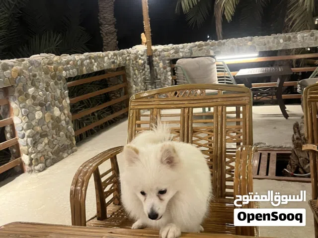 أنثى بوميريان ابيض مميز  كلب اليف و لعوب