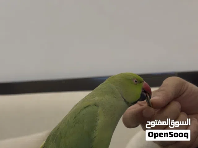 ببغاء درة يتكلم