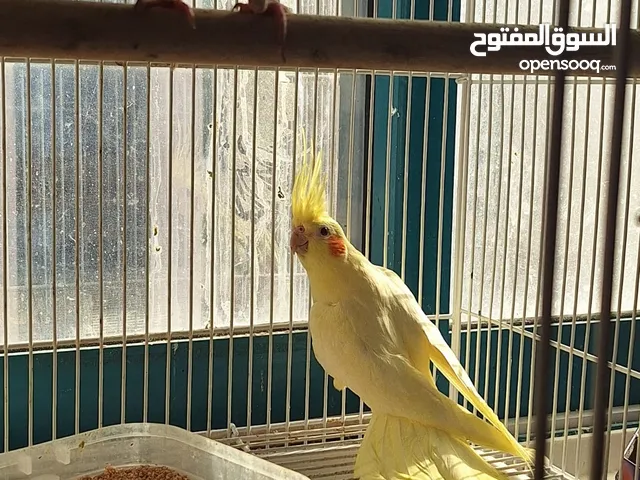 Home breed Cockatiels