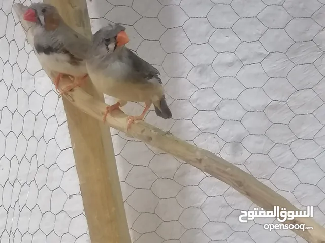 طيور للبيع