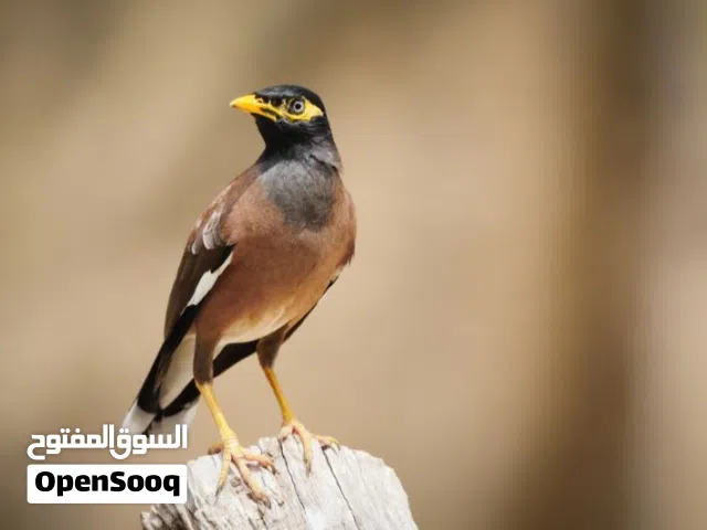 فحل كنار اقفاص جوزين مينا