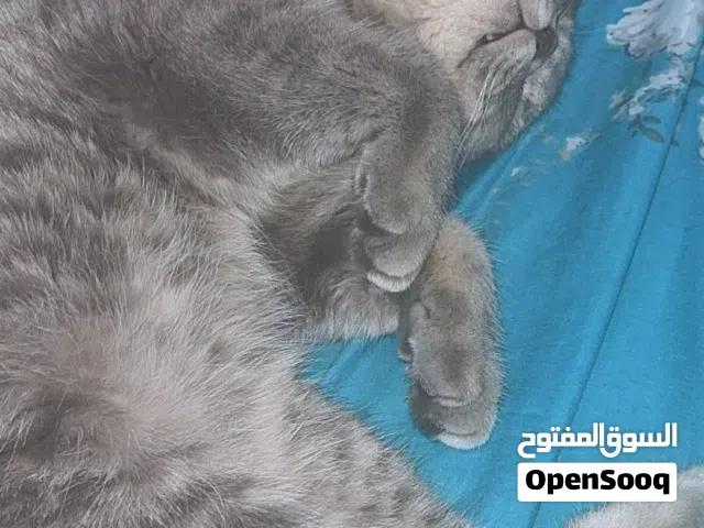 للتبني ذكر