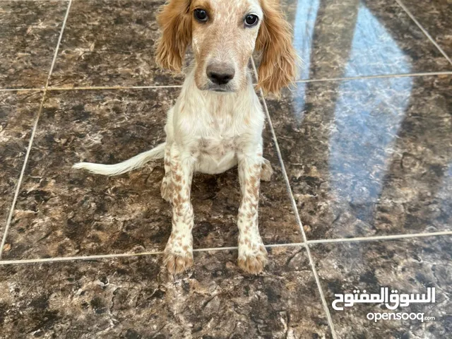 جراء صيد للبيع..سيتر