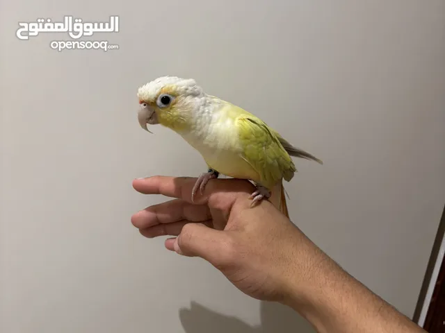مون جيك كنيور للبيع عمره سنتين
