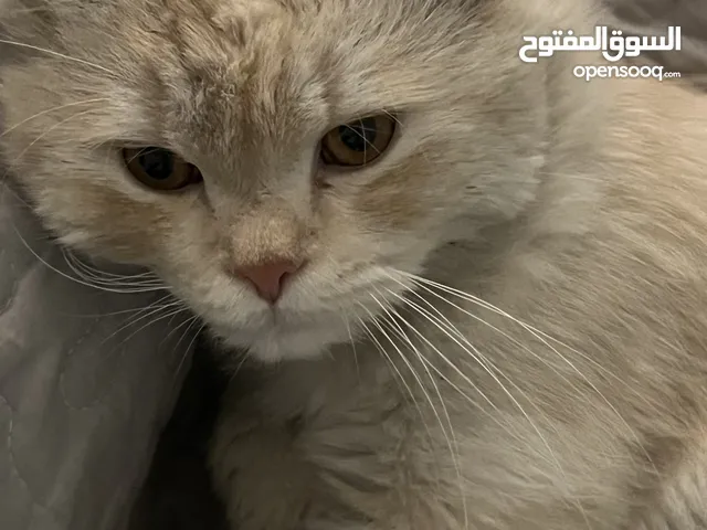 للبيع – قط شيرازي تايقر أشقر عمره سنة ونص