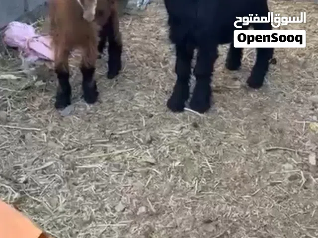 تيس وسخله عارضيات اصل يصلحن للذبح او تربيه